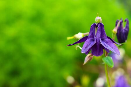 Violet Aquilegia (Granny's Bonnet or Columbine) flower on blurred green background. Summer background with copy space. Shallow DOF, selective focusの写真素材