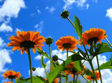 Bottom view of orange blooming flowers and blue sky with white clouds background.の写真素材
