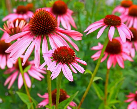 Echinacea purpurea 'eastern purple coneflower, hedgehog coneflower' in blurred natural background. Summer blooming garden for wallpapersの写真素材