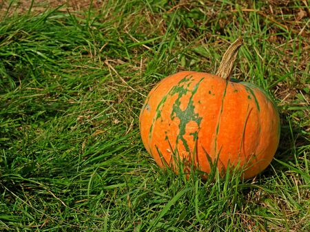 Whole orange pumpkin in sunny garden. Home grown organic squash. Natural background with copy space for Thanksgiving Day or Halloween. Selective focusの写真素材