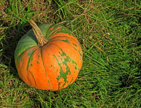 Whole orange pumpkin in sunny garden. Home grown organic squash. Natural background with copy space for Thanksgiving Day or Halloween. Selective focusの写真素材