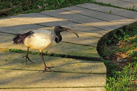 African sacred ibis. Threskiornis aethiopicus. The sacred bird of ancient Egypt. White bird with a black head and a curved beak.の写真素材