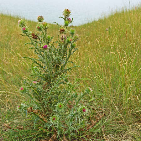 Thorny purple thistle bush in summer fieldの写真素材