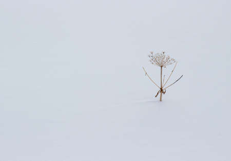 Dry inflorescences of Hogweed or Cow parsnip are covered with fluffy snow in snow-white snowdrift....