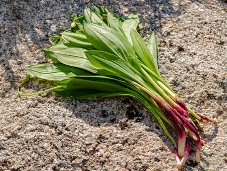 Young fresh wild garlic leave. Allium ursinum, known as ramsons, buckrams, broad-leaved garlic, bear...