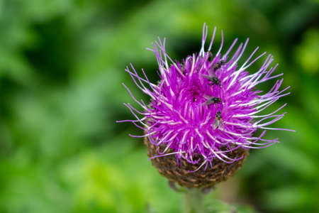 A group of flies sitting on a pink flower wild Thistle. Green natural blurred background and copy spaceの写真素材