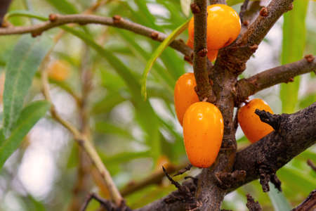 Close-Up of ripe orange sea buckthorn berries growing on shrub in autumn garden. Seasonal berry...