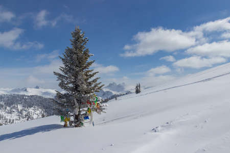 Winter landscape with lonely cedar tree decorated with traditional Buddhist scarves on a snowy...