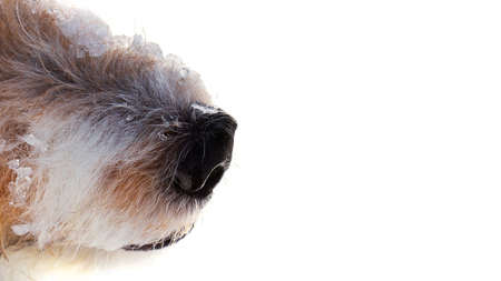 Dog nose isolated on white background. Ice and snowflakes on dog furの写真素材