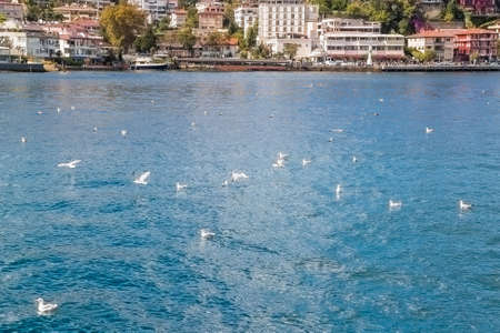Seagulls on the water of the Bosphorus strait in Istanbul, Turkeyの写真素材