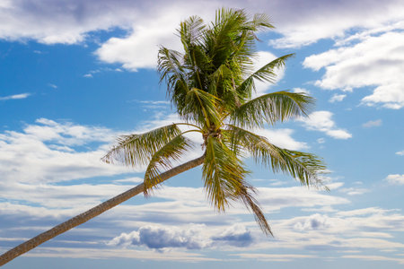 Coconut palm tree against bright sky backgroundの写真素材