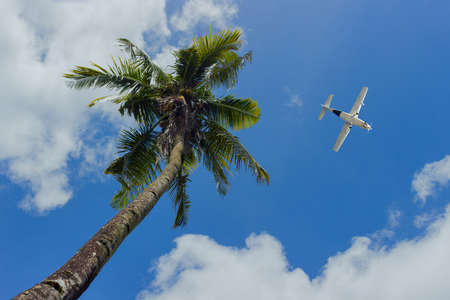 White airplane passing over coconut palm trees against blue sky. Concept background of tropical holiday and vacationの写真素材