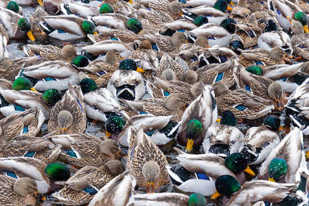 Mallard ducks and drakes background. Winter snow scene of wild birds on lakeの写真素材