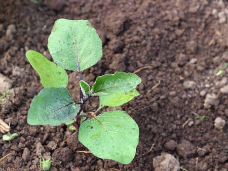 Young eggplant seedling with water drops on leaves. Concept of gardening. Organic agriculture. Top...