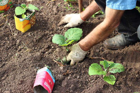 Zaraysk, Russia - May 10, 2019: process of planting young eggplant seedlings from disposable pots to the soil in vegetable gardenのeditorial素材