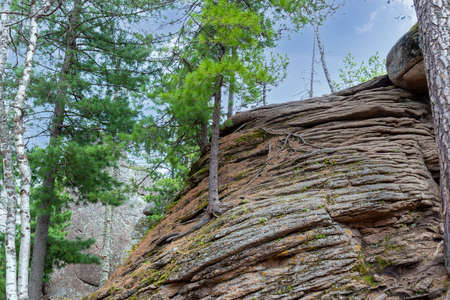 Coniferous tree growing on rock in the Stolby Nature Reserve in Krasnoyarsk, Russia, Russia