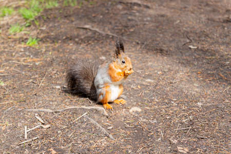 Squirrel sits on land in a forest. Spring squirrel molt with change from gray to red fur