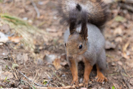Cute wild squirrel sits on land in a forest. Front viewの写真素材