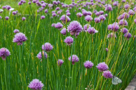 Purple flowers of decorative bow allium against green leaves for summer background.の写真素材