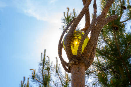 Magical wooden coniferous staff with golden amber sphere glowing in the sun on blurred natural backgroundの写真素材