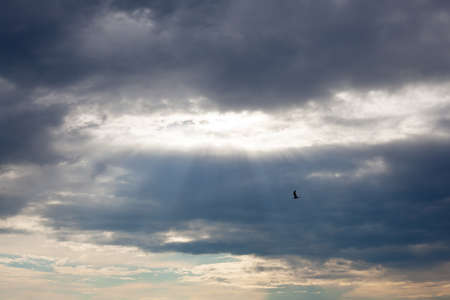 Black silhouette of flying free bird in the rays of sunlight shining through on the background of...