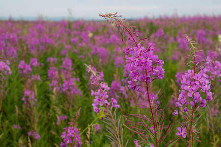 Pink blooming meadow with rosebay willowherb or fireweed. Summer background with purple blossom...