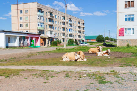 Tuim, Republic of Khakassia, Russia - July 15, 2021: Cows resting in the courtyard of panel residential buildings in Siberia. Russian village concept backgroundのeditorial素材