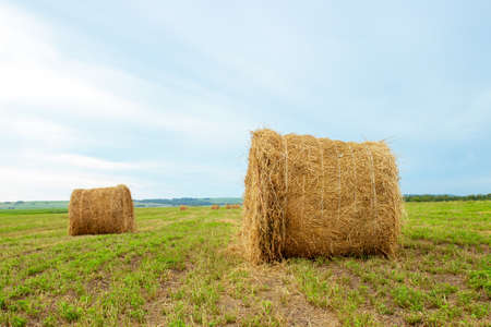 A bales of straw on a mown green field against blue sky background. Summer rural landscape in Khakassia, Russiaの写真素材