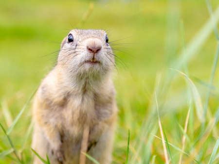 Portrait of funny cute gopher looking to the camera against blurred green meadow. Surprised wild...