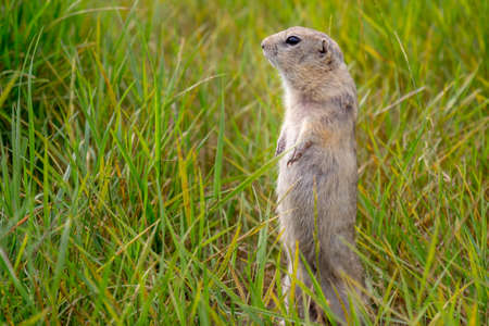 Gopher stands at attention in a summer green meadow. The European ground squirrel in the wild nature. Background with copy space.の写真素材