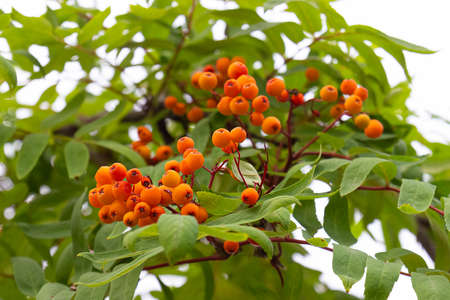 Unripe orange rowan berries on a branch. Nature autumn background. Selective focus