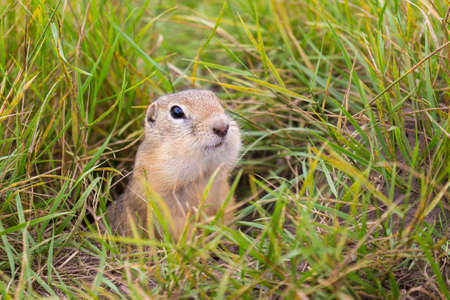 Gopher with large cheek pouches peeps out of the hole among green grass. The European ground squirrel in the wild nature. Background with copy space.の写真素材