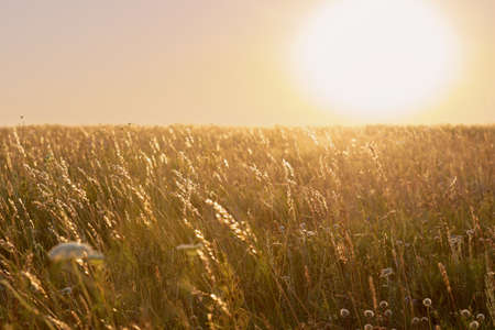 Golden calm sunset over the summer field in warm pastel tones. Nature blurred background. Sunny landscapeの写真素材