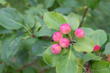 Unripe pink wild apples among green leaves on branch. Summer natural backgroundの写真素材
