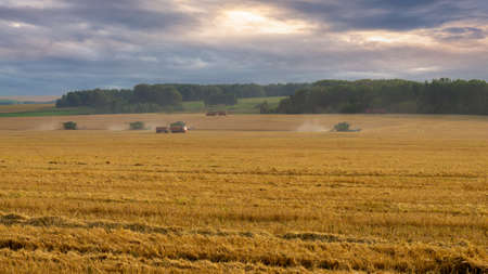 Combine harvesters harvest ripe golden wheat in the field on sunset. Summer agricultural landscape....