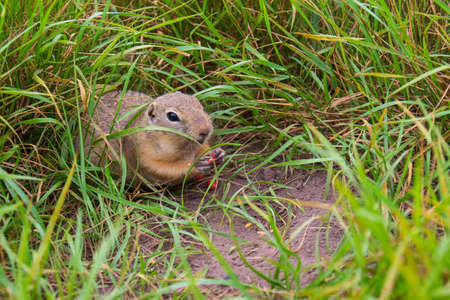Wild European ground squirrel eating peanuts near hole among green grass. The Gopher in the wild nature. Background with copy space.の写真素材