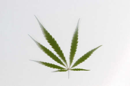 Green silhouette of a cannabis leaf shines through the white fabric. Abstract dreaming background. Soft focusの写真素材