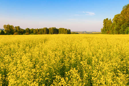 Blossom field of yellow rapeseed flowers under blue sky for summer backgroundの写真素材