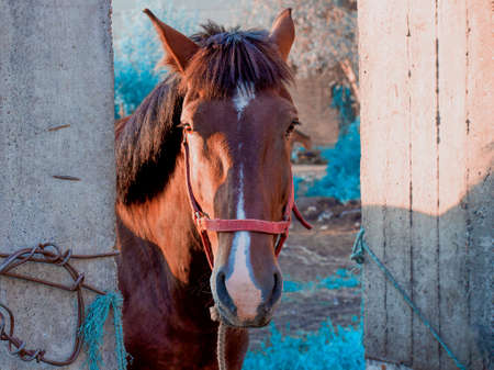 Portrait at sunset of a brown chestnut horse with a white stripe on the muzzle and in a red textile...