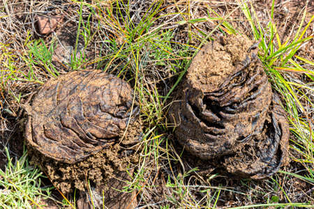 Two pile buffalo shit lying on the grass. Dry dung natural fuel it is known as dung cakes. Eco organic fertilizer. Feces excrement background. Top viewの写真素材