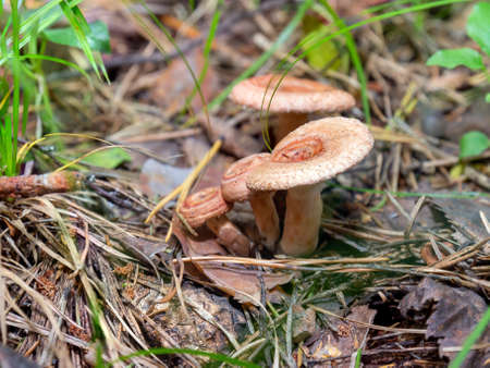 Woolly milkcap or the bearded milkcap mushrooms on autumn forest among dry needles. Lactarius torminosus is edible.の写真素材