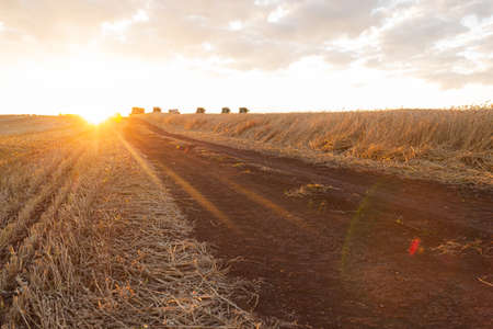 Golden rays of the sun over a field of ripe wheat at sunset. Rural road between cereal fields. Autumn harvest season. Farming agriculture backgroundの写真素材