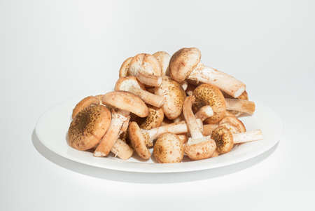 Freshly mushrooms honey agarics on white plate isolated on white background. Armillaria mellea or honey fungus is the beautiful edible mushroomの写真素材