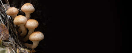 Mushrooms honey agarics with empty black background or copy space for text. Long blank banner with forest mushrooms on the left edgeの写真素材