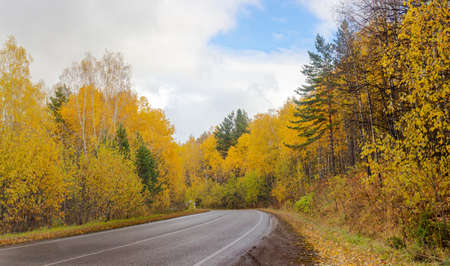 Winding road through autumn bright forest. Colorful autumn landscape with golden birch trees and green pine trees with cloudy sky. Indian summer in Russia.の写真素材
