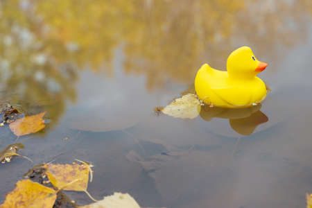 Bright yellow rubber duckling toy floating in the muddy puddle with fallen autumn leaves. Background with copy spaceの写真素材