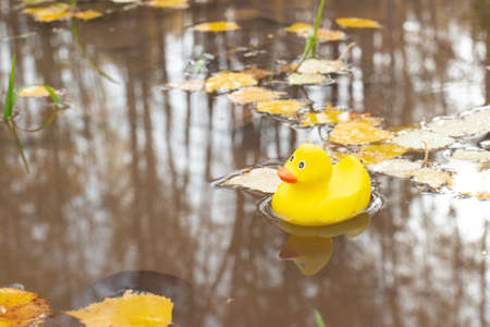 Yellow rubber duckling toy in the autumn puddle with fallen golden leaves. Reflection in muddy water surfaceの写真素材