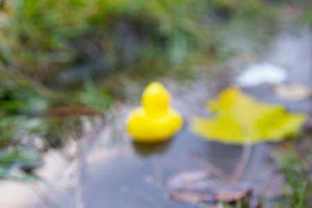 Abstract blurred background with defocused floating yellow duckling toy in the autumn puddleの写真素材