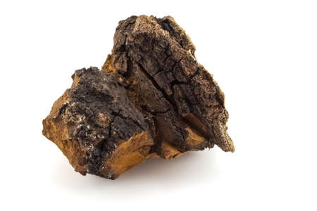 Big piece of chaga mushroom isolated on white background. Inonotus obliquus is parasitic fungus on birch. Traditional medicine concept.の写真素材