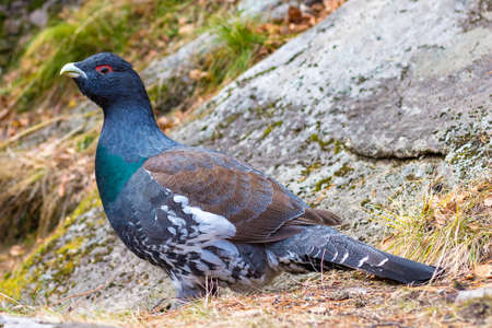 Portrait of wild Capercaillie or Tetrao urogallus male in autumn forest in Siberia